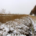 Unharvested canola under snow in October 2016. (Lisa Guenther photo)