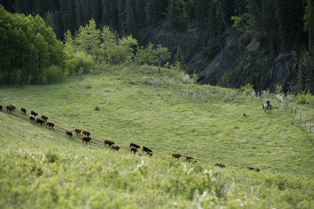 (Photo courtesy Canada Beef Inc.)
