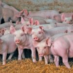 The USDA wants sick pigs immediately reported so they can be tested for African swine fever. Photo: File