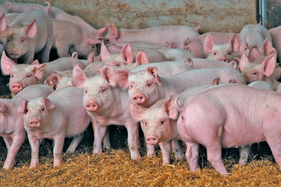 The USDA wants sick pigs immediately reported so they can be tested for African swine fever.  Photo: File
