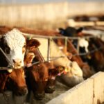 Photo: Canada Beef Inc.