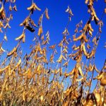 (Scott Bauer photo courtesy ARS/USDA)
