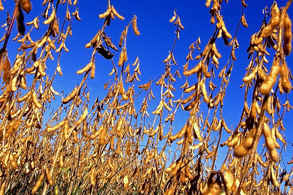 (Scott Bauer photo courtesy ARS/USDA)