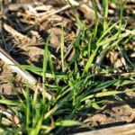 Due to late harvests, there are a lot less reports of winter wheat seeding happening in fields, which will result in less scenes such as this. Photo: File