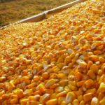 USDA sees more U.S. corn, fewer soybean acres over next decade