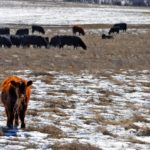 Weather forecasters predict less than average snowfall if El Nino takes shape this winter. Photo: File