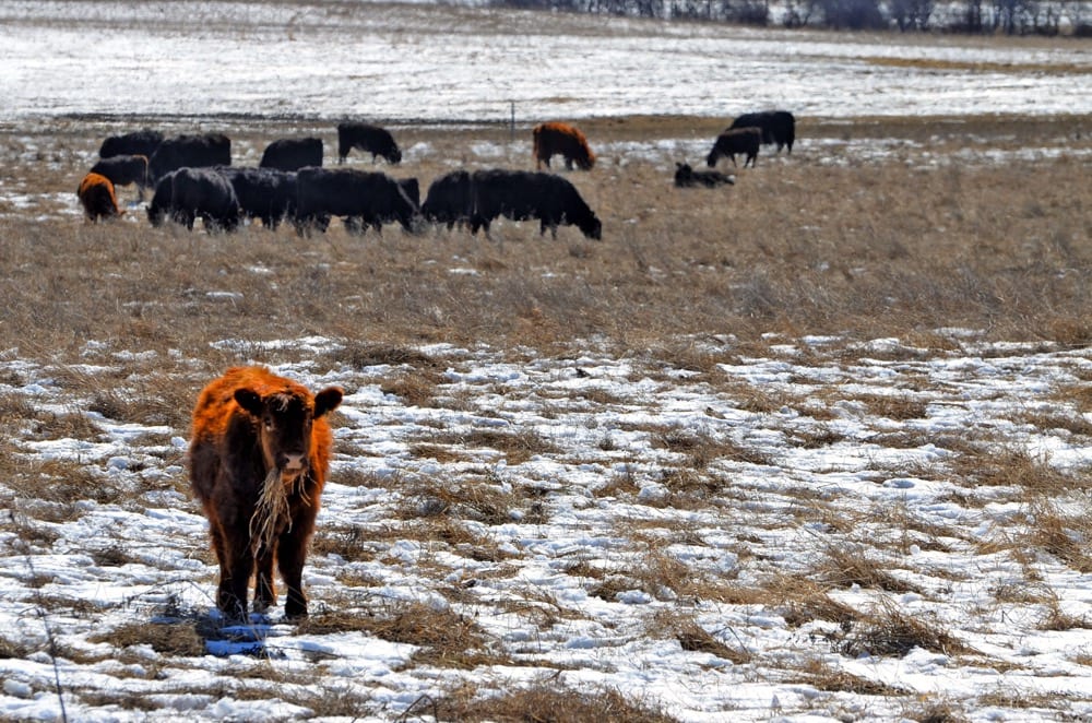 Weather forecasters predict less than average snowfall if El Nino takes shape this winter.  Photo: File
