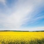 Four reasons to try new canola genetics
