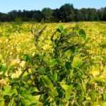 Weed management in edible beans is challenged by various factors, including the availability of broadleaf herbicides.