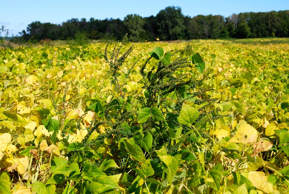Weed management in edible beans is challenged by various factors, including the availability of broadleaf herbicides.