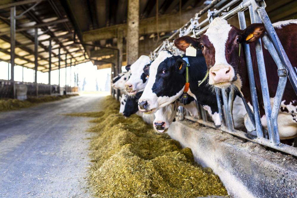 Farm cows indoor in the shed