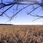 Corn west of Mitchell, Man. on Oct. 17, 2018. (Dave Bedard photo)