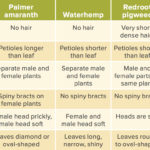 PHOTOS: How to identify Palmer amaranth