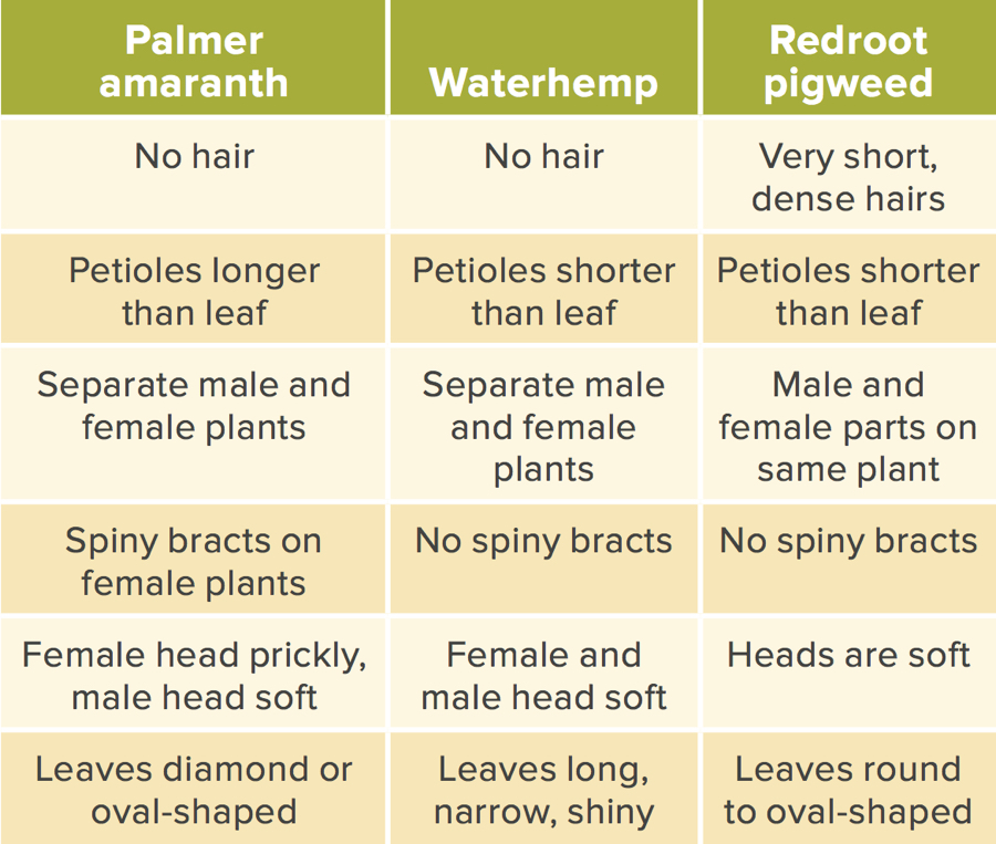 PHOTOS: How to identify Palmer amaranth