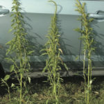 Palmer amaranth plants.
