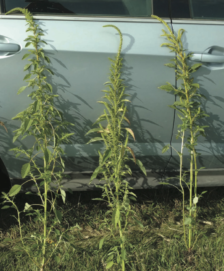 PHOTOS How to identify Palmer amaranth