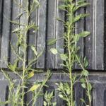 Palmer amaranth (right), waterhemp (left).
