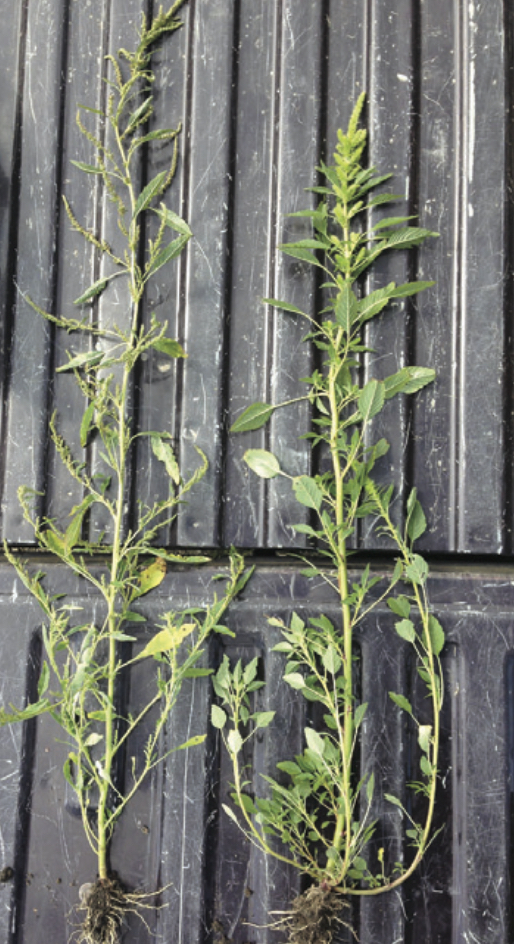 PHOTOS How to identify Palmer amaranth