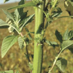 Female Palmer amaranth with spiny bracts.