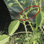 Palmer amaranth petioles are longer than the leaf blade.