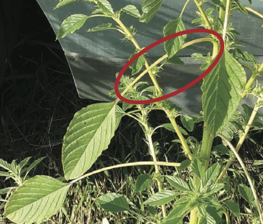 PHOTOS How to identify Palmer amaranth