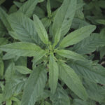 Waterhemp has long, narrow leaves.