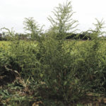 Palmer amaranth.