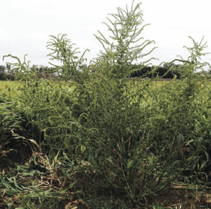 Palmer amaranth.