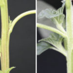 Palmer amaranth (left) has no hair, Redroot pigweed (right) has short, dense hair.