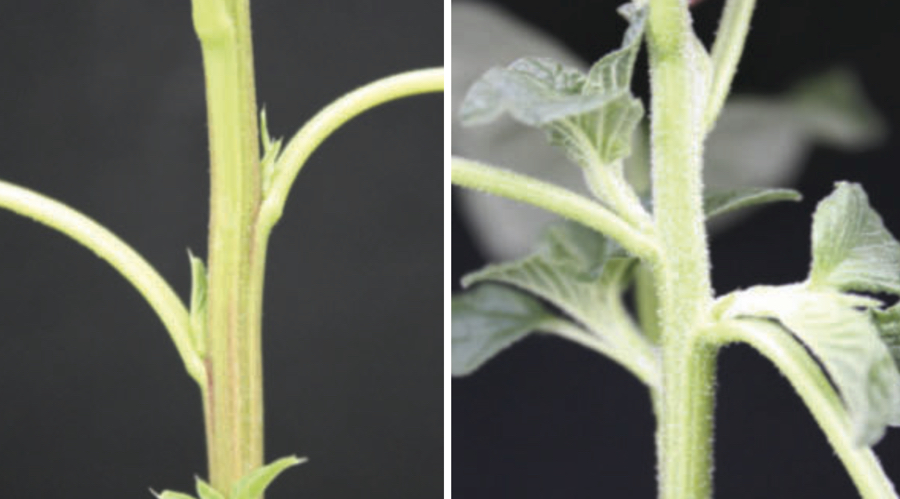 Palmer amaranth (left) has no hair, Redroot pigweed (right) has short, dense hair.