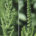 Waterhemp female seed head on left, male head on right.