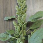 Redroot pigweed seed head.