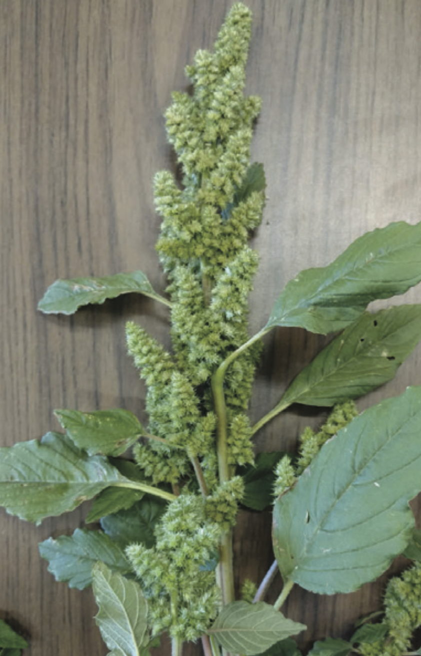 PHOTOS How to identify Palmer amaranth