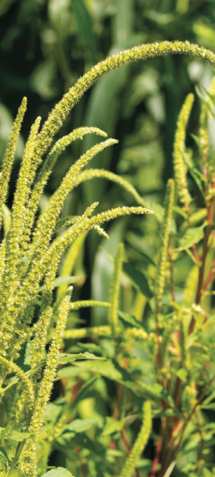 Palmer with long terminal seed head.