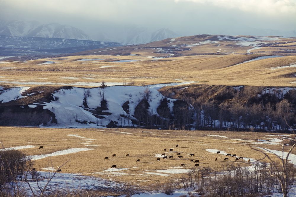 (Photo courtesy Canada Beef Inc.)
