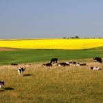 Farming can be mixed with a combination of crops and livestock over a region, rather than on individual farms.