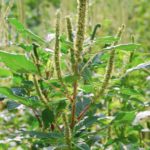 Growers in the U.S. are dealing with the spread of Palmer amaranth, which overcame glyphosate as far back as 2010.