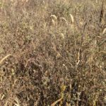 Figure 1: This unsprayed control treatment consists mainly of common ragweed but with green foxtail, common lamb’s-quarters, witchgrass, crabgrass and red-root and green pigweed.