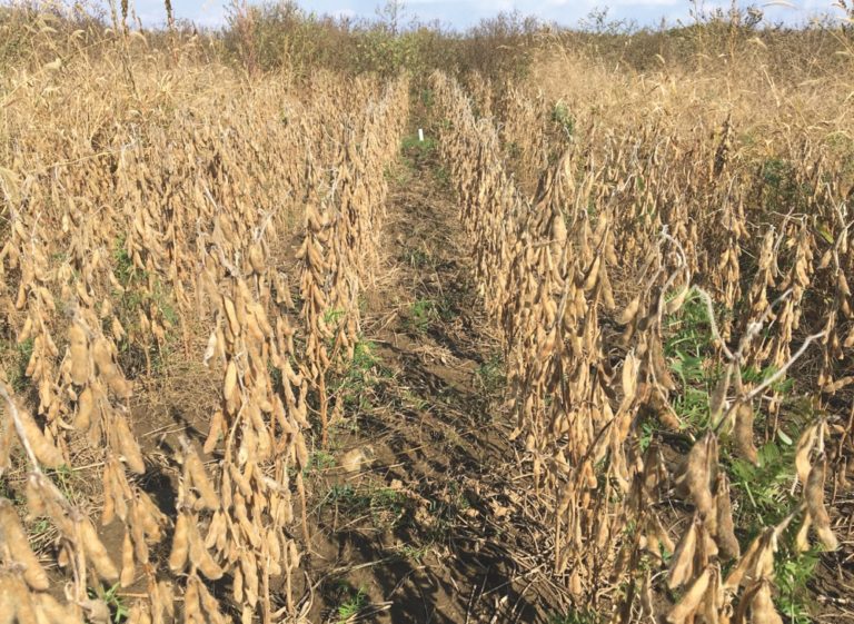 Pest Patrol Weed control in identitypreserved, nonGMO soybeans