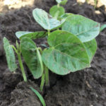 A seedling adzuki bean plant.