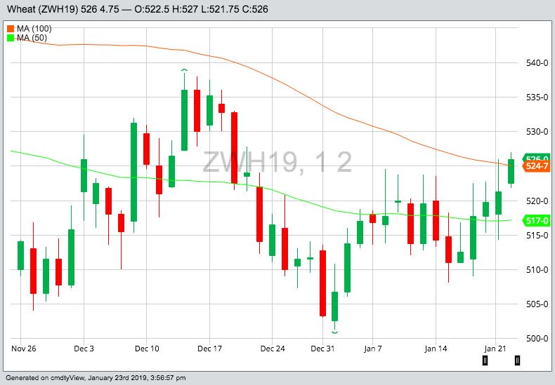 CBOT March 2019 wheat with 100- and 50-day moving averages. (Barchart)
