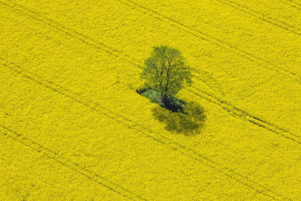 Aerial view of a rapeseed field in Germany. (Cinoby/E+/Getty Images)
