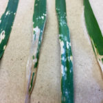 Figure 4: A close up of foliar leaf burn from ATS and herbicide applications in 2018.