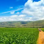A soybean plantation in Brazil. (MailsonPignata/iStock/Getty Images)