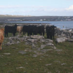 Patraic Ó Flaithearta's cattle on summer pasture at Inis Mor Sept. 2018.