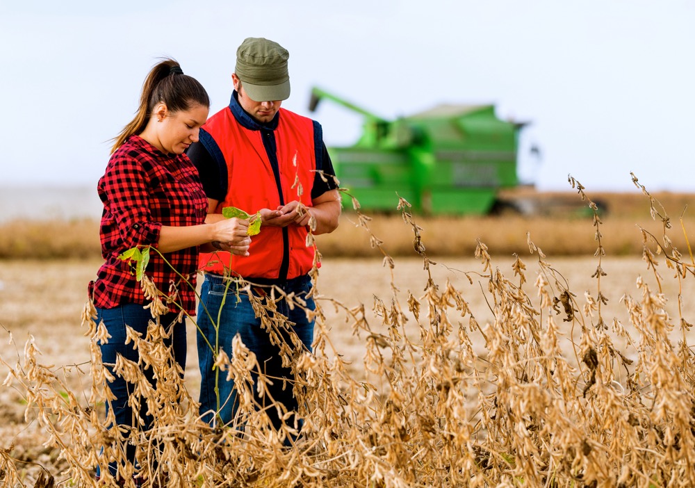 Young farmers in soybean fields before harvest