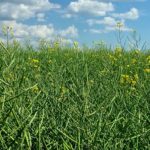 Canola south of Ethelton, Sask. on Aug. 3, 2017. (Dave Bedard photo)