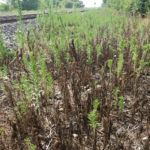 Some plants along the rail line are glyphosate resistant.