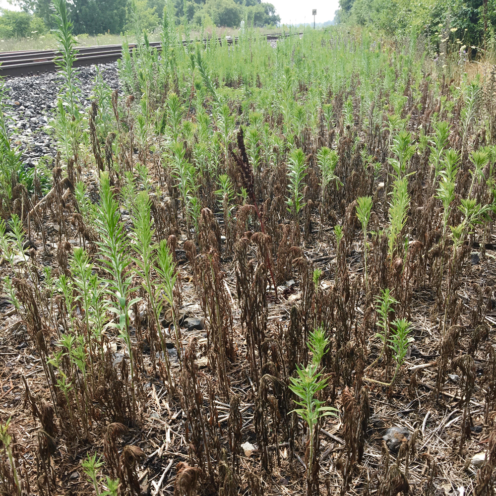 Some plants along the rail line are glyphosate resistant.