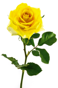 Beautiful yellow rose isolated on white background.